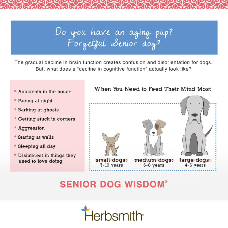 Mental Stimulation for Senior Dogs: Tips to Keep Older Dogs Busy · The  Wildest