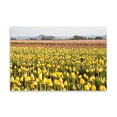 thumbnail image 2 of Gango Home Decor Yellow & Orange Tulips III by Dana Styber (Printed on Paper); One 36x24in Fine Art Paper Giclee Print, 2 of 4