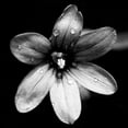 thumbnail image 2 of Mansfield, Kathy 20x20 White Modern Wood Framed Museum Art Print Titled - Black and White Bloom I, 2 of 4