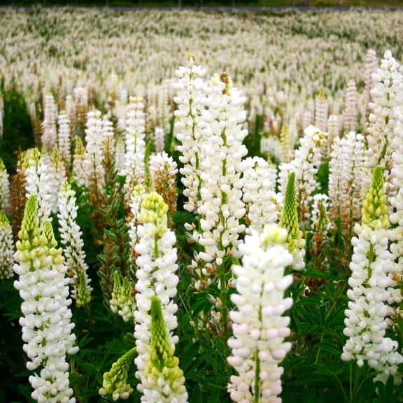 TomorrowSeeds - Noble Maiden White Russell Lupine Seeds - 600 Count - For 2026 Planting Lupinus