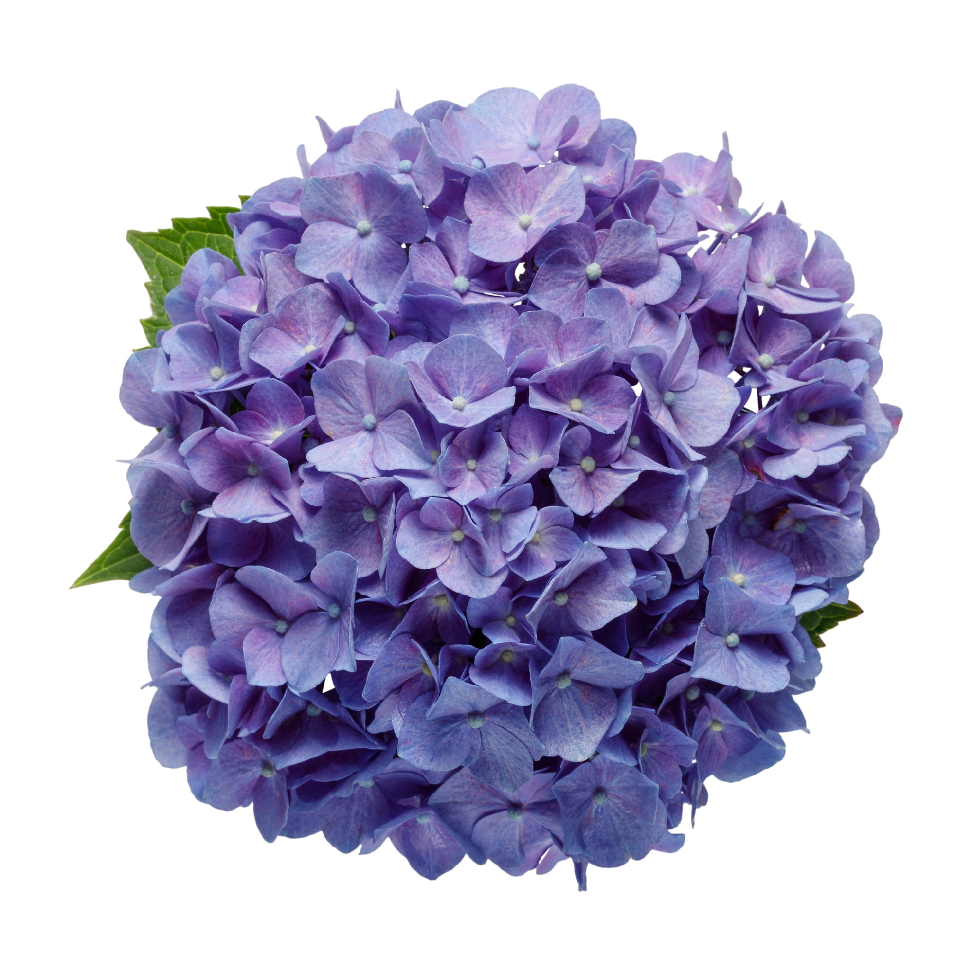Proven Winners ColorChoice 6" Multicolor Let's Dance Blue Jangles Reblooming Hydrangea Live Plant in 7.5" Pot