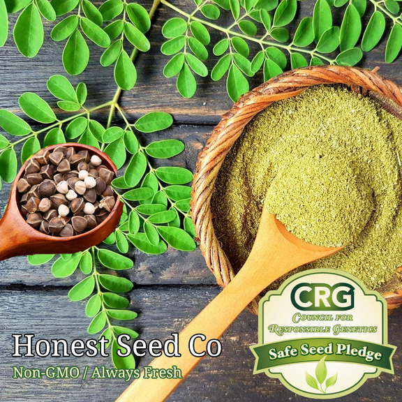50  Moringa Seeds for Planting | Non-GMO | Fast growing tree seeds USA