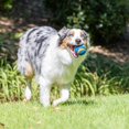 thumbnail image 4 of Juguete para perros Chuckit! Pelota Ultra & Squeaker para perros de 9 a 27 kg, paquete de 3, 4 of 6