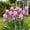 D, variant on Rare iris for Courtyards-Long Continuous Blooms-Low Maintenance-Ideal for Borders, Plant Pots & Planters