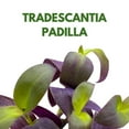 thumbnail image 2 of BubbleBlooms Tradescantia Padilla Purple Heart Wandering Dude 4 inch, 2 of 9