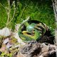 thumbnail image 3 of Ctmw Lava Dragon Egg Ornaments, Crystal Transparent Resin Dragon Egg, 3 of 5