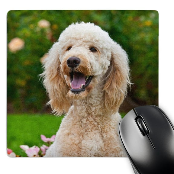 3dRose, USA, California. Portrait of Labradoodle sitting in rose garden., MousePad