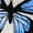 Multicolor, variant on Womens Pajamas Sets Butterfly Print Cropped Camisole Top and Ruffle Shorts Pajama Sets for Women 2 Piece