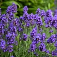 thumbnail image 4 of Proven Winners 5" Purple Sweet Romance Lavender Live Plant in 4.5" Pot (4 Count), 4 of 8