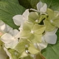 thumbnail image 4 of 24" Garden Accents Hydrangea Wreath, 4 of 5