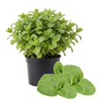 thumbnail image 3 of Fresh Assorted Mint Live Plant in 3.5 Inch Pot, Mint Herb Live Plant for Indoor Outdoor Growing, Spring Planting, 3 of 6