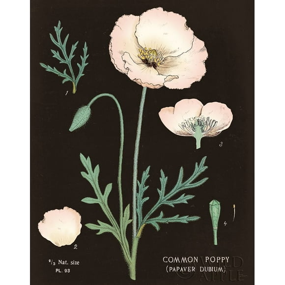 Poppy Chart Cool Poster Print by Sue Schlabach (18 x 24)