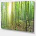 thumbnail image 2 of Thick Green Forest Panorama - Landscape Canvas Art Print, 2 of 4
