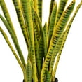 thumbnail image 3 of Vintage Home Artificial Faux Real Touch 47'' Tall Snake Plant (Sansevieria), 3 of 5