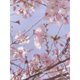 thumbnail image 1 of Diamond Painting (DB5141) 5D Rhinestone Cherry Blossoms Square Kit (K004) 45x60cm FLhrweasw Nuevo, 1 of 1