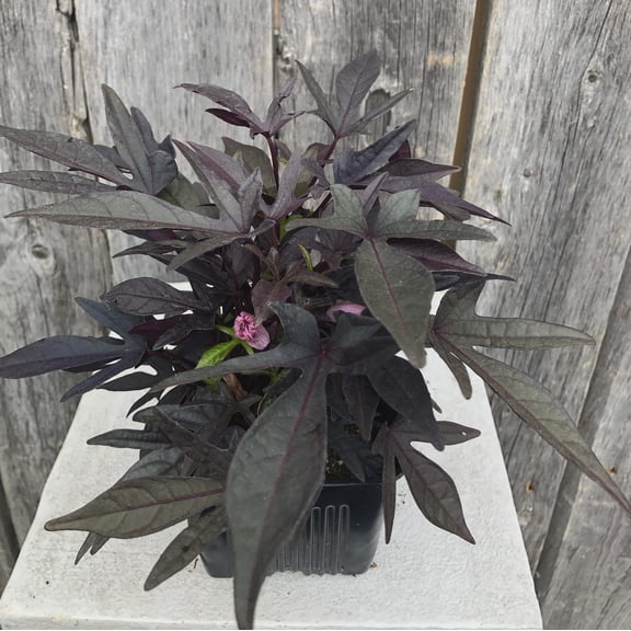 Pack of 3 Blackie Sweet Potato Vine Plants 4-6 Inch Ipomoea Batatas Deeply Lobed Purple Foliage Plants, No Pot