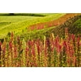 thumbnail image 6 of Organic White Quinoa, 1 Pound — Non-GMO, Kosher, Raw, Vegan — by Food to Live, 6 of 6