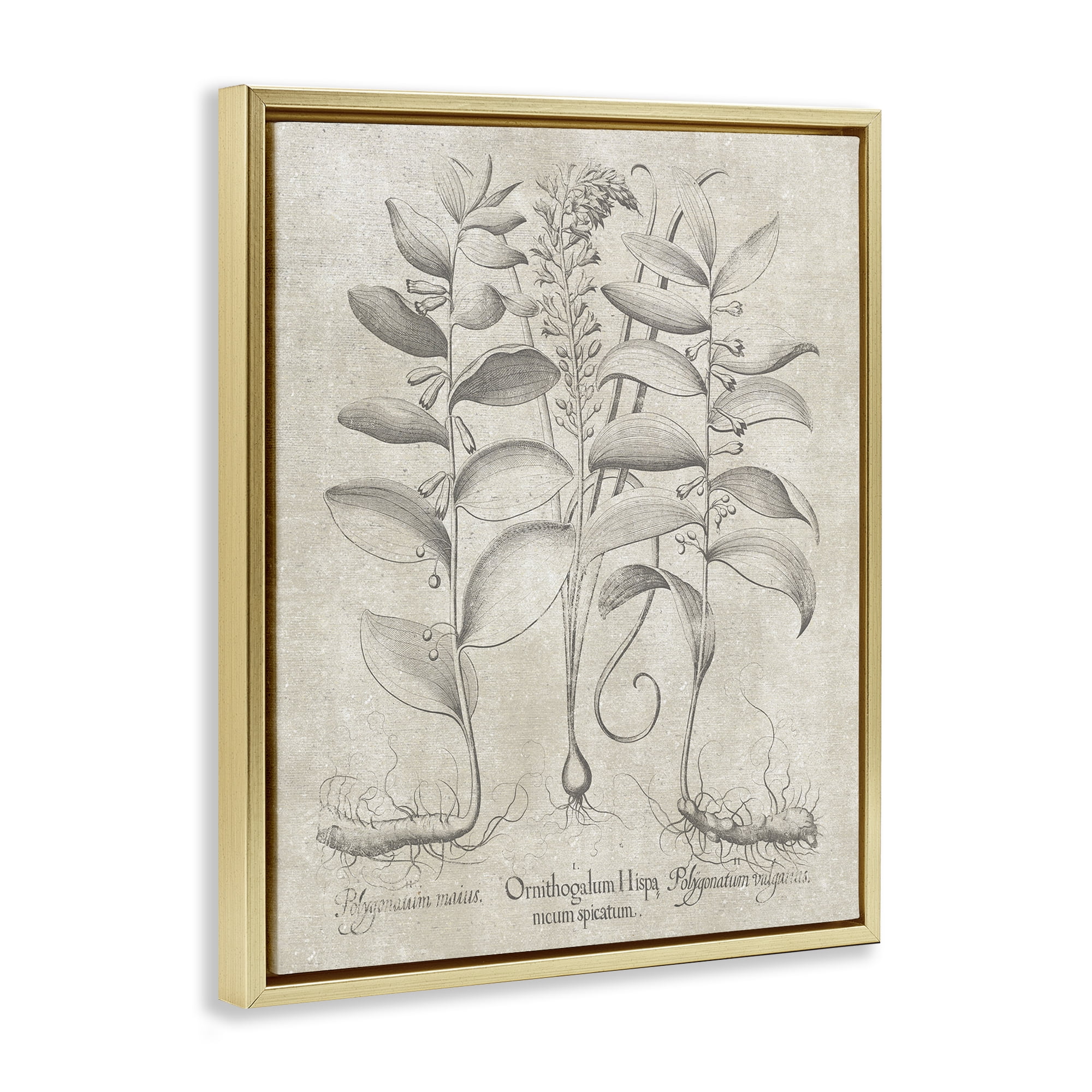 Stupell Industries Vintage Botanical Herb Botanical & Floral Painting Gold Floater Framed Art Print Wall Art, 25 x 31