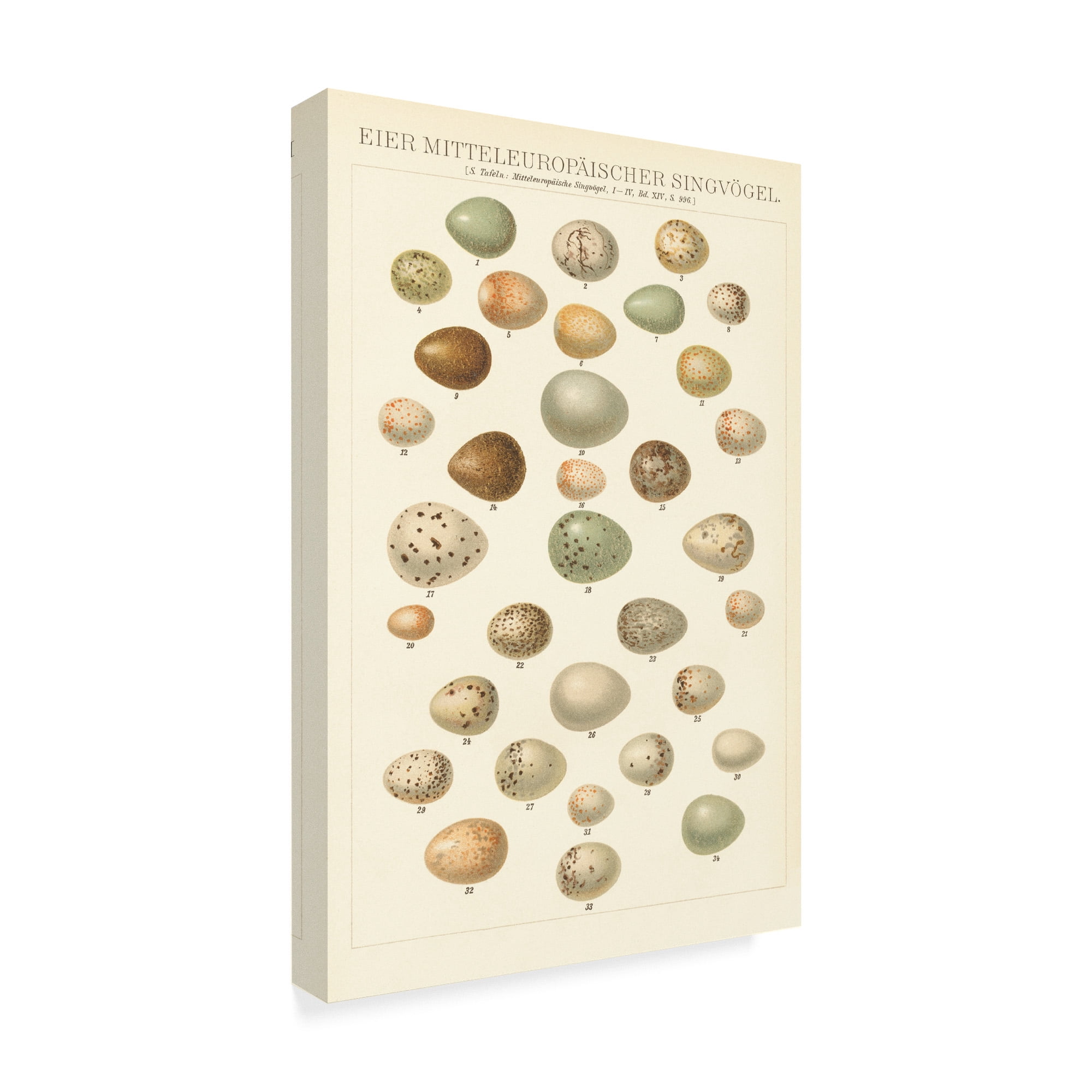Trademark Fine Art 'Songbird Egg Chart' Canvas Art by Wild Apple Portfolio