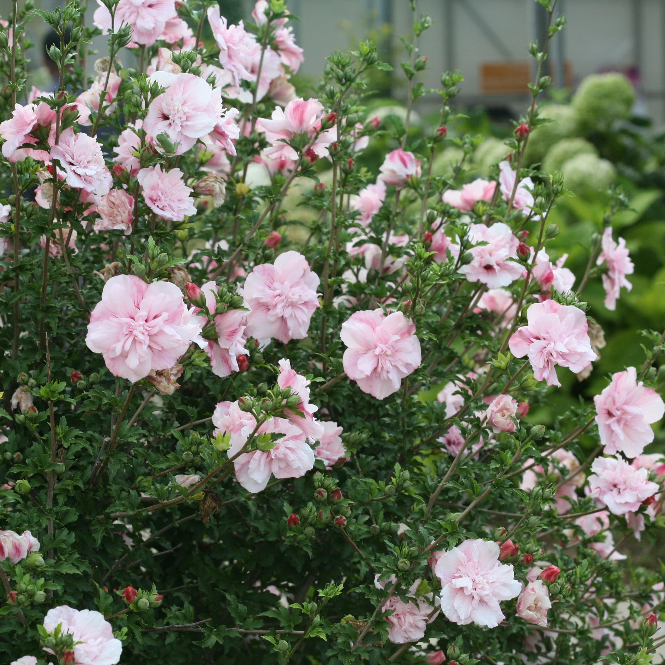 Proven Winners ColorChoice 6" Pink Chiffon Rose of Sharon Live Plant in 7.5" Pot