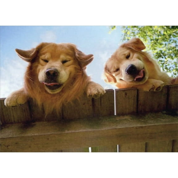 Avanti Press Goldens Over Fence Funny Get Well Card