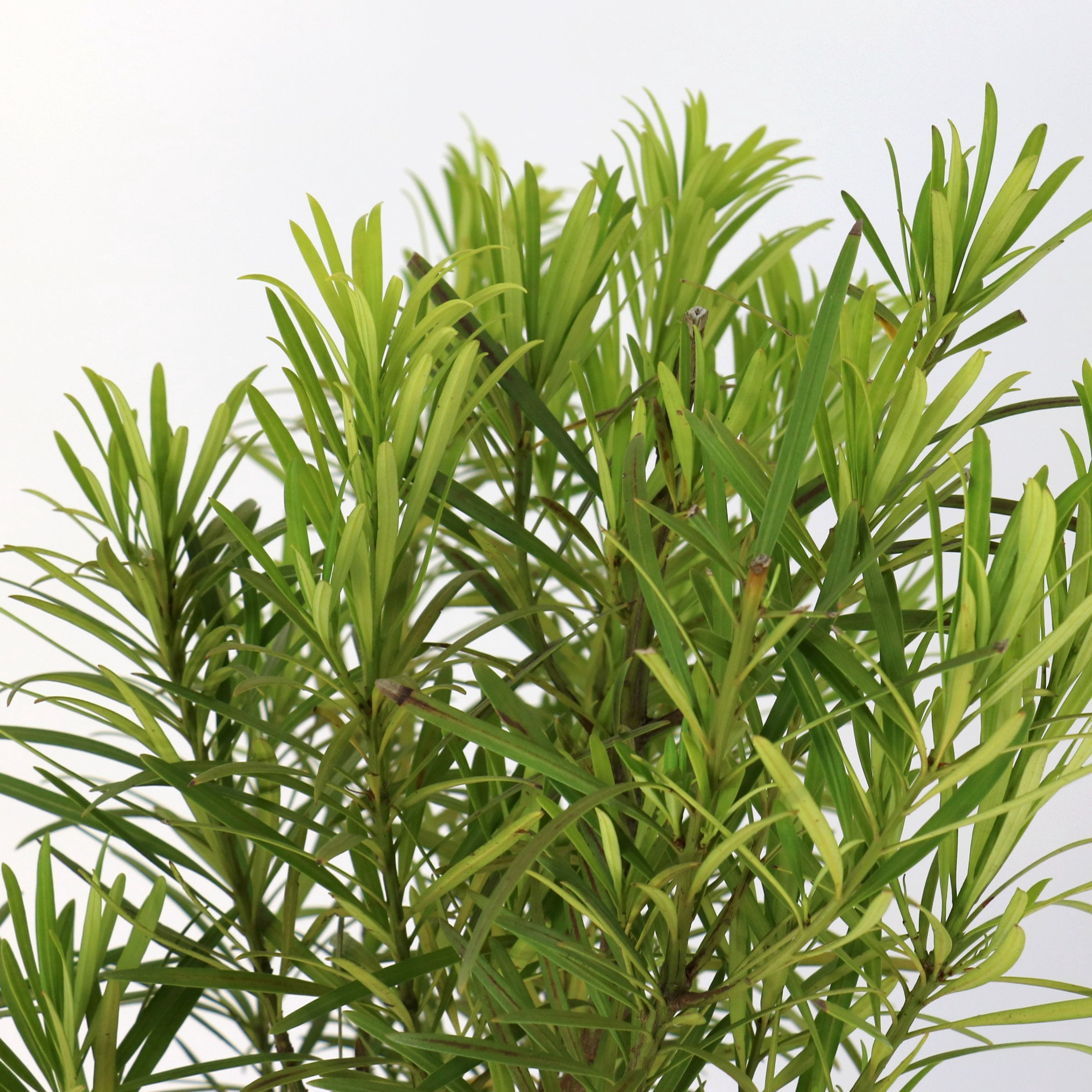 3 gal. Japanese Yew Dwarf Pringles Shrub