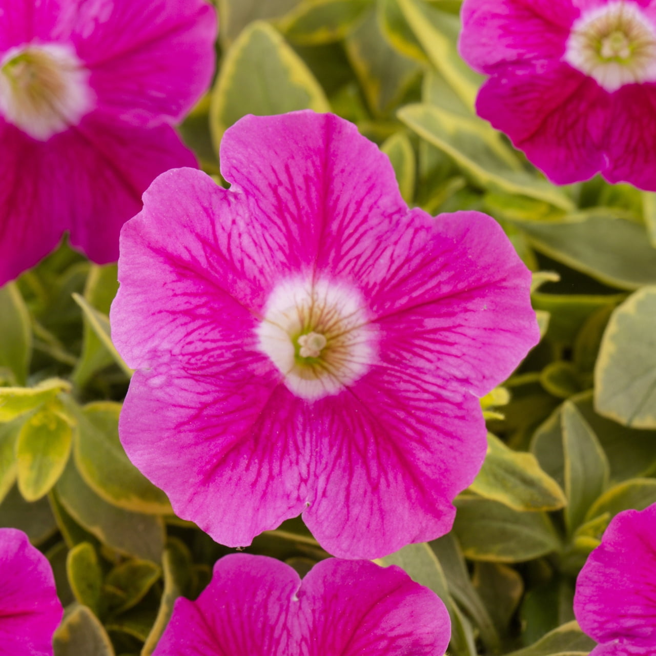 Better Homes & Gardens 2QT Pink Petunia Live Annual Plant Sun 3-Pack