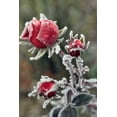 thumbnail image 2 of Terrill, Steve 11x14 Gold Ornate Wood Framed with Double Matting Museum Art Print Titled - USA, Oregon Roses draped with frost, 2 of 4
