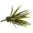 thumbnail image 4 of Nearly Natural 6" Mini Spiky Agave Succulent Artificial Plant (Set of 12), Green, 4 of 5
