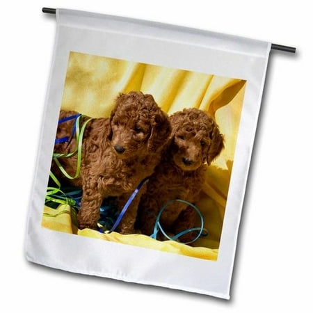 3dRose USA  California. Standard Poodle puppies with yellow background.  Garden Flag  12 by 18-Inch