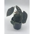 thumbnail image 6 of Alocasia Cuprea, Jewel Alocasia, Red Secret, 4 inch, Mirror Plant, Rare, 6 of 9