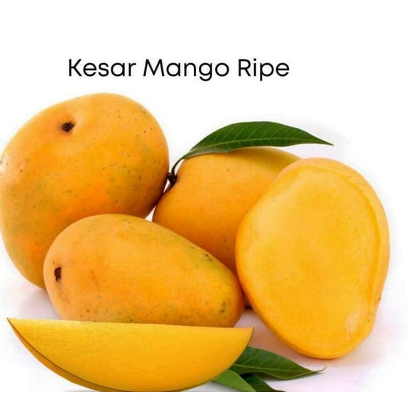 Kesar MANGO TREE GRAFTED (2-4 Feet Tall)