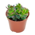 thumbnail image 3 of Live Jade Plant Succulent ,Healthy& Easy Care, Air Purifying Live Plant,Houseplant Gift for Home, Office, Garden Decor(4''Pot), 3 of 6