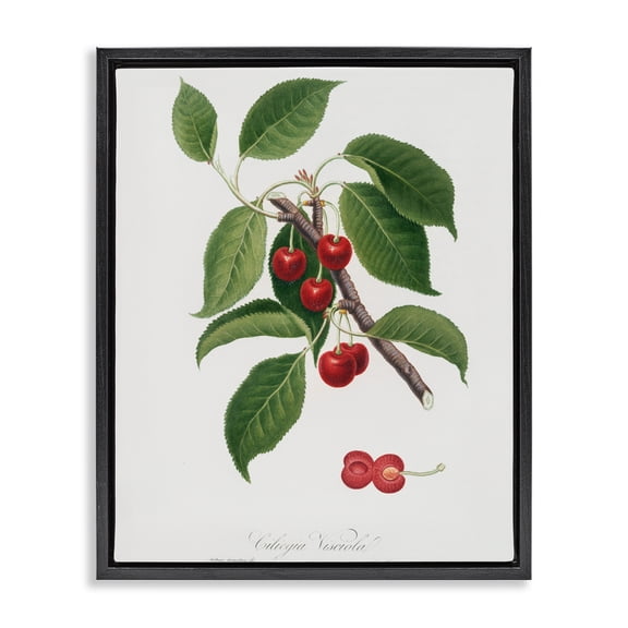 Stupell Industries Traditional Latin Study of Cherry Plant Black Floating Frame Canvas Art, 17 x 21, by Lettered and Lined