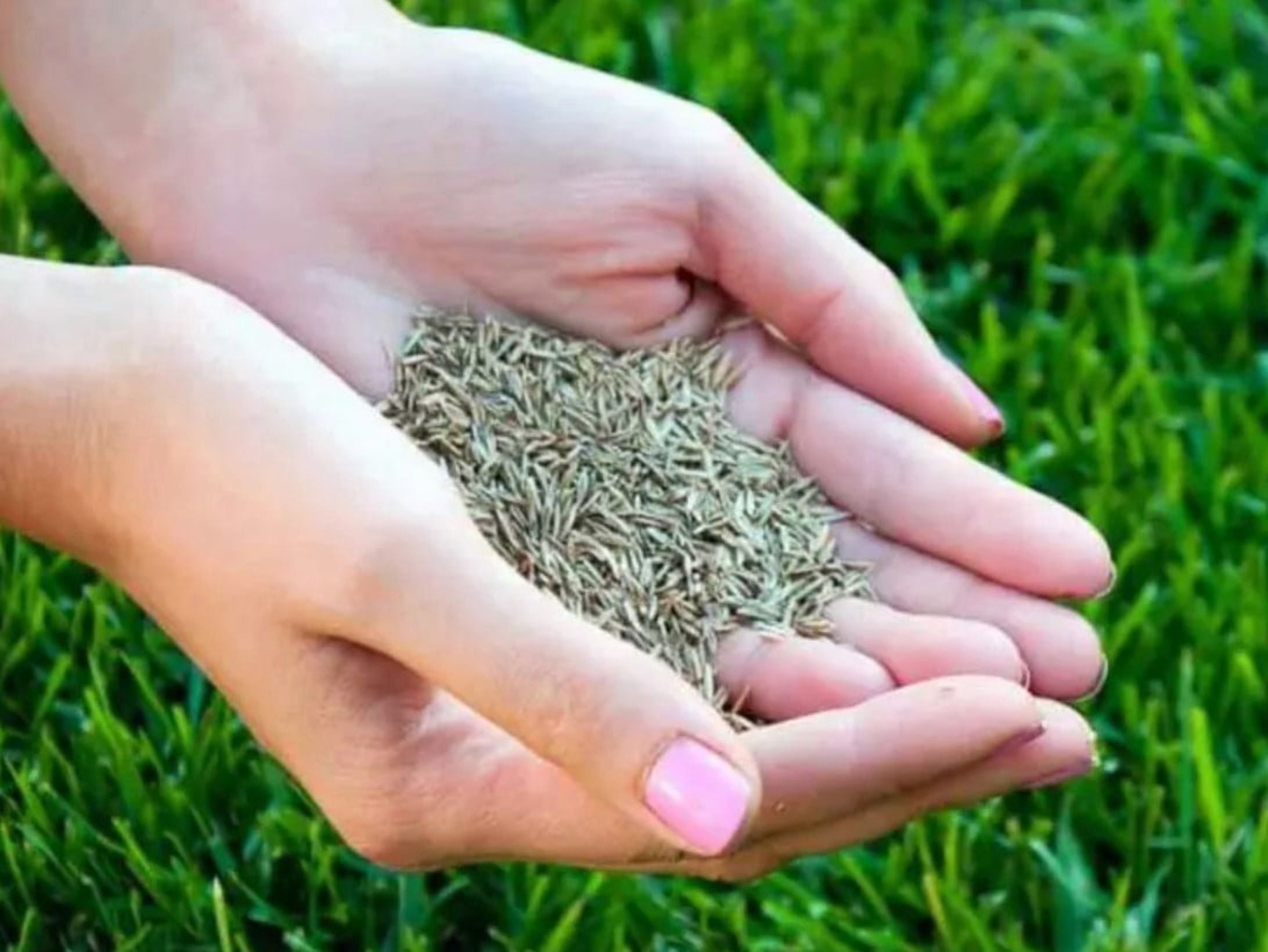 20,000 Emerald Zoysia Grass Seeds - Zoysia 'Emerald' - Lawn Grass