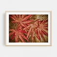 thumbnail image 2 of Fall Leaves - Photography Autumn Botanical Nature Floral Rustic Surrealism Garden Unframed Wall Art Print 12 x 18 inches, 2 of 7