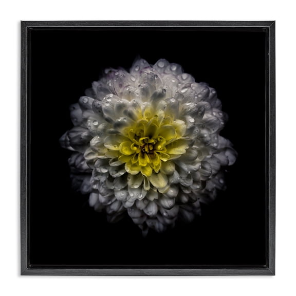 White And Yellow Mum Black Framed Floater Canvas Wall Art, design by Brian Carson Photography