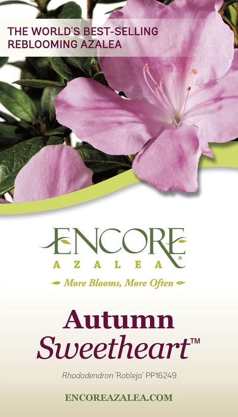 Encore Azalea Autumn Sweetheart (2 Gallon) Pink and White Flowering Shrub - Full Sun Live Outdoor Plant