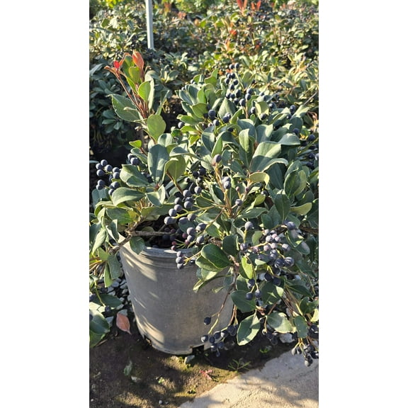 Rhaphiolepis indica 'Clara' 5 gallon pot - Get similar