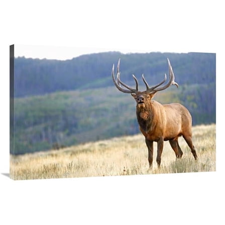 40 in. Bull Elk Calling Art Print - Vic Schendel