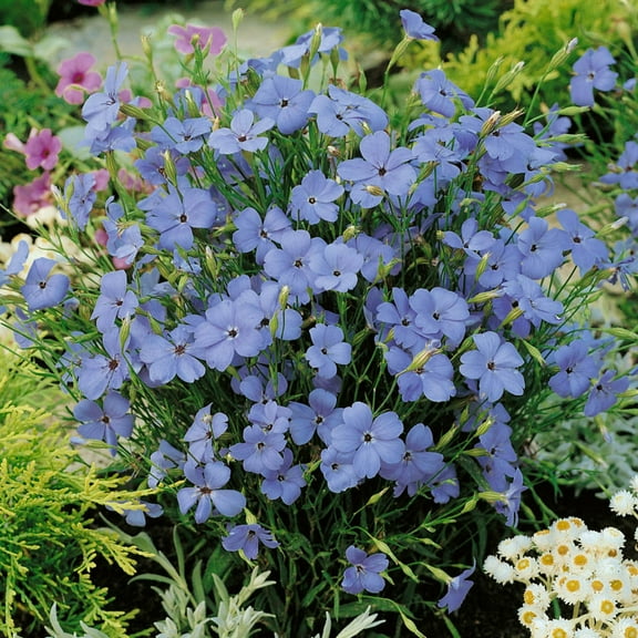Outsidepride Viscaria Blue Angel - 10000 Seeds