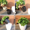thumbnail image 3 of Typpkmm Lazy Hydroponic Flower Pot with Water-Absorbing Flowerpot Plastic 1pc, 3 of 7
