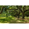 thumbnail image 3 of Bill Carson Photography 14x10 Black Modern Framed Museum Art Print Titled - Boone Hall, 3 of 5
