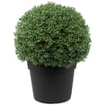 thumbnail image 2 of Northlight 20" Pre-Lit Artificial Boxwood Ball Topiary in Round Pot, Clear Lights, 2 of 8