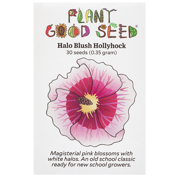 Halo Blush Hollyhock Seeds