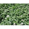 Patriot White Clover Seed - 1 Lb.