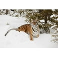thumbnail image 2 of Jones, Adam 18x13 Black Ornate Wood Framed with Double Matting Museum Art Print Titled - Siberian tiger in deep winter snow-Panthera tigris tigris-controlled situation-Montana, 2 of 4