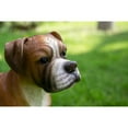 thumbnail image 2 of Hi-Line Gifts 16.75" Standing Boxer Outdoor Garden Statue, 2 of 4