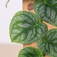 thumbnail image 5 of Monstera Dubia - Live Air-Purifying Indoor Plant in Nursery Pot – Easy Care, Low Maintenance Houseplant for Home & Office Decor, Natural Air Cleaner, Best for Beginners (4"Pot, BlackCylinder), 5 of 5