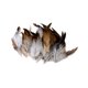 thumbnail image 5 of Advancent 50 Pcs Feather for Hat and Natural DIY Headgear Decor Craft estilo A 2Conjunto, 5 of 6